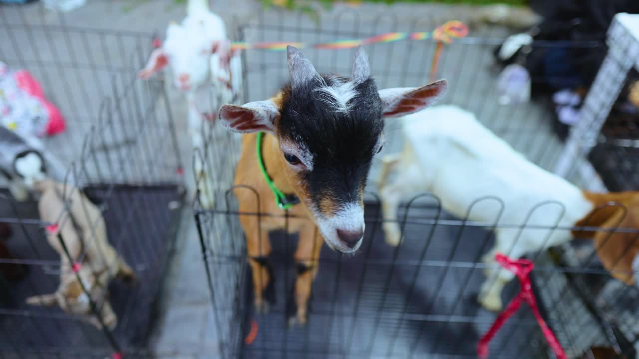 Young goats in a cage interact playfully at a vibrant Bangkok market. Bright daylight enhances the lively atmosphere