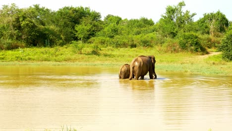 elefante con bebé en un agujero para beber