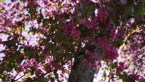 sakura cherry blossoms backlit by the sun, in a gentle breeze