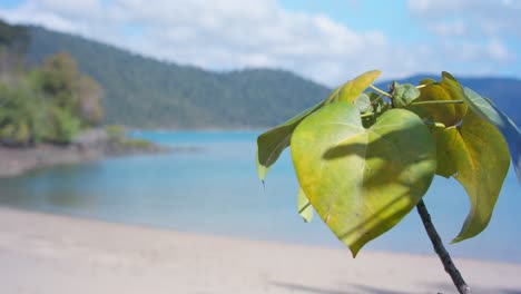 hoja que sopla en la brisa en una isla tropical rack de enfoque lento