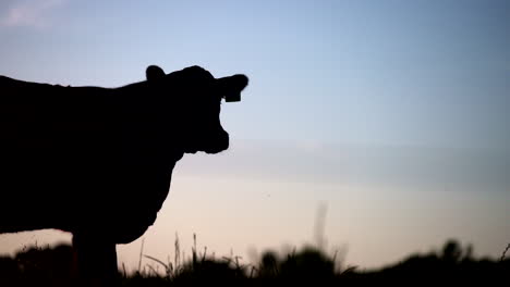 close up cow looking silhouette farm animal tagged on pasture at sunset