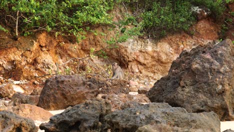 Slow-motion-long-shot-of-a-monkey-sitting-on-a-rock-at-a-beach-in-Kuta,-Lombok,-Indonesia