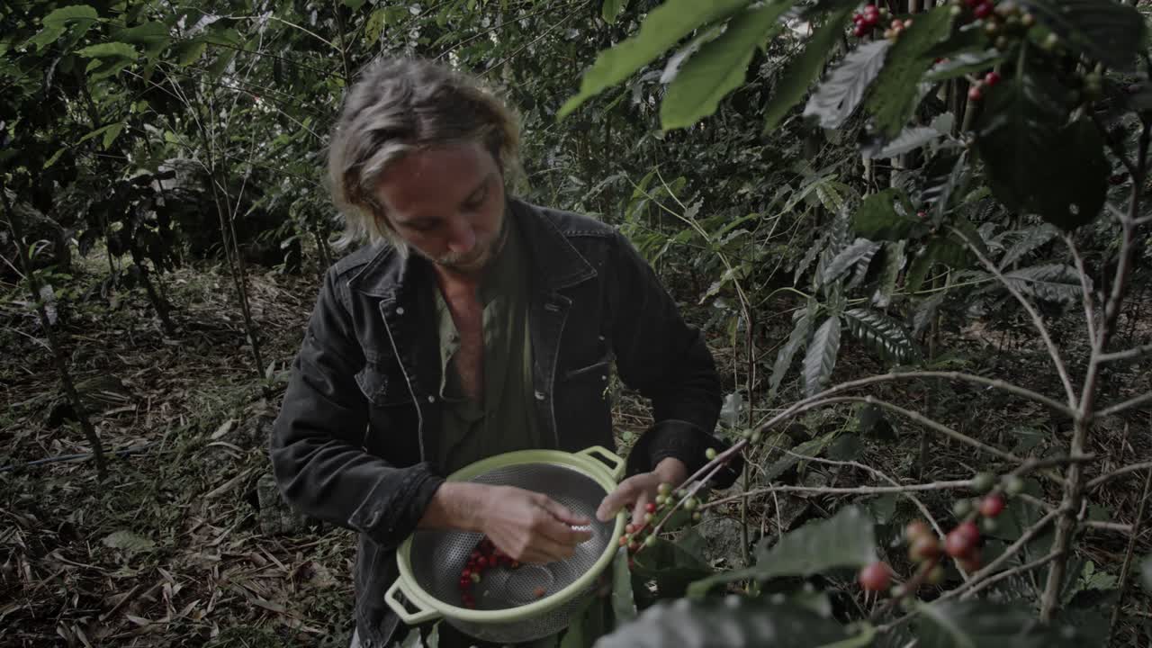 Cafeicultor Colhendo Grãos de Café na Floresta