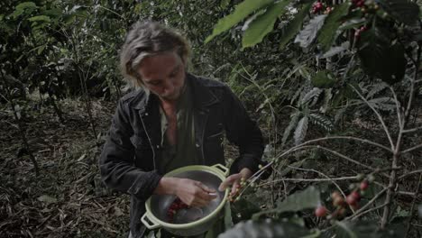 coffee farmer harvesting coffee beans in jungle