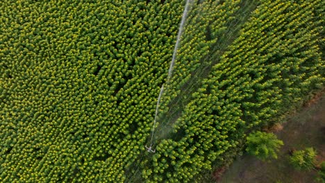 Luftaufnahme-Von-Oben-Auf-Das-Bewässerungssystem-Im-Sonnenblumenfeld-In-Der-Dordogne,-Frankreich