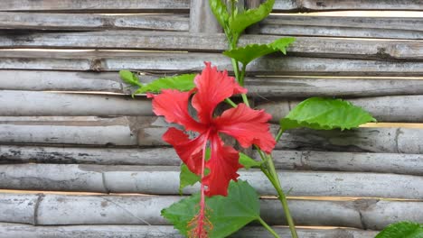 Schöne-Rote-Blume,-Grüne-Blätter,-Wind-