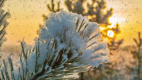 la neige qui tombe nature forêt arbres paysage sur l'humeur de jour d'hiver ensoleillé blanc. neige légère et lumineuse temps froid, boucle vidéo, loop vidéo cinemagraph