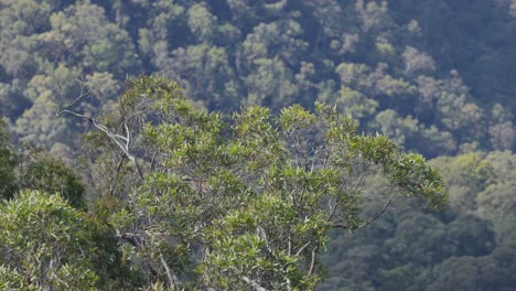 eucalyptus trees swaying in the wind