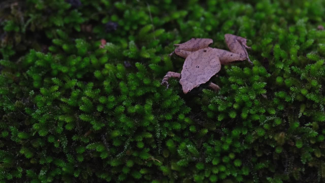 카메라가 아져 나와 이 개구리의 전체 장면을 보여줍니다. 멋진 모스 어리, 어두운 쪽의 합창 개구리 또는 타이완  개구리 마이크로힐라 헤이몬시, 태국.