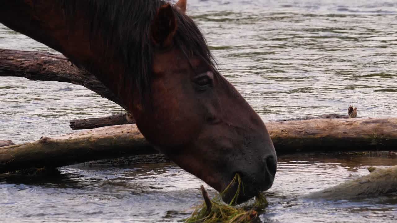el caballo salvaje marrón acaricia el agua del río mientras come