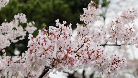 la flor de cerezo en kyoto