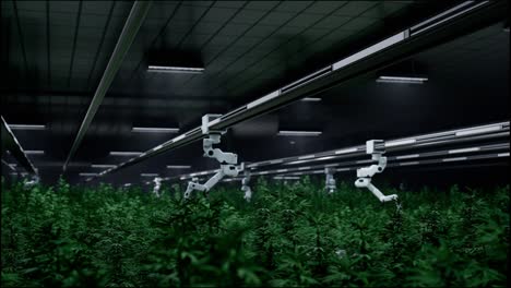 automated cannabis hydroponics grow facility