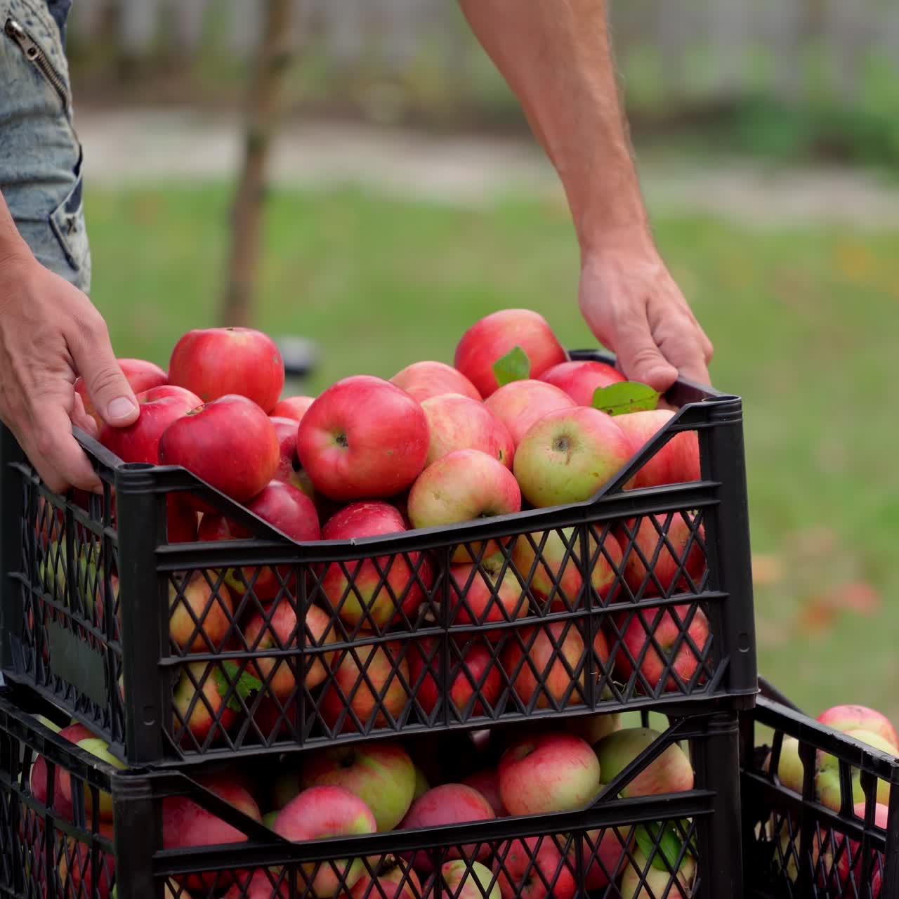 Apples in boxes stand in garden. Red and juicy fruit picked from trees. Farm orchard. Autumn sunny day. Agriculture