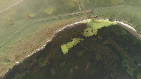 seguimiento aéreo de arriba hacia abajo sobre una laguna pantanosa con algas verdes brillantes sentadas en la superficie