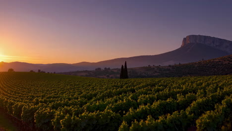 golden hour over a vineyard with majestic mountains