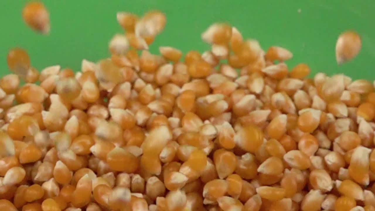 Corn kernel slowly falling on more kernel, on a chroma background