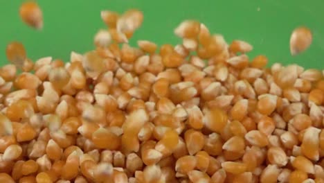 corn kernel slowly falling on more kernel, on a chroma background