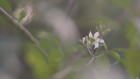 Extreme-close-up-of-a-white-plant-flower-with-green-leaves-on-a-branch-in-nature-slowly-blowing-in-the-wind