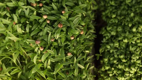 primer plano de las microgreenes