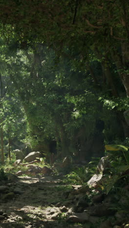 sunlit path through a lush tropical forest