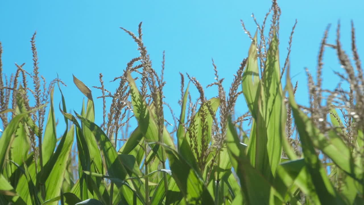 un campo de maíz verde movido por el viento con un cielo azul en una mañana soleada de verano
