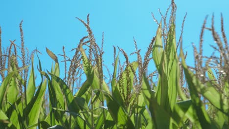 Ein-Grünes-Maisfeld,-Das-An-Einem-Sonnigen-Sommermorgen-Vom-Wind-Mit-Blauem-Himmel-Bewegt-Wird