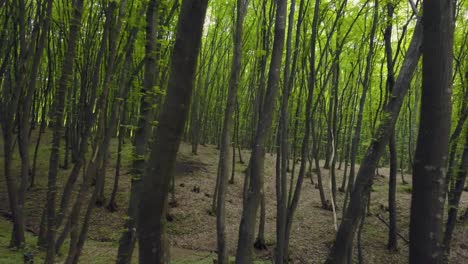 穿過森林的路徑 在廣<unk>的松樹綠樹幹中 流浪在森林的圖案夏天美麗的日落光