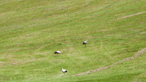 three white storks searching for food in a sloped green meadow on a warm sunny day.