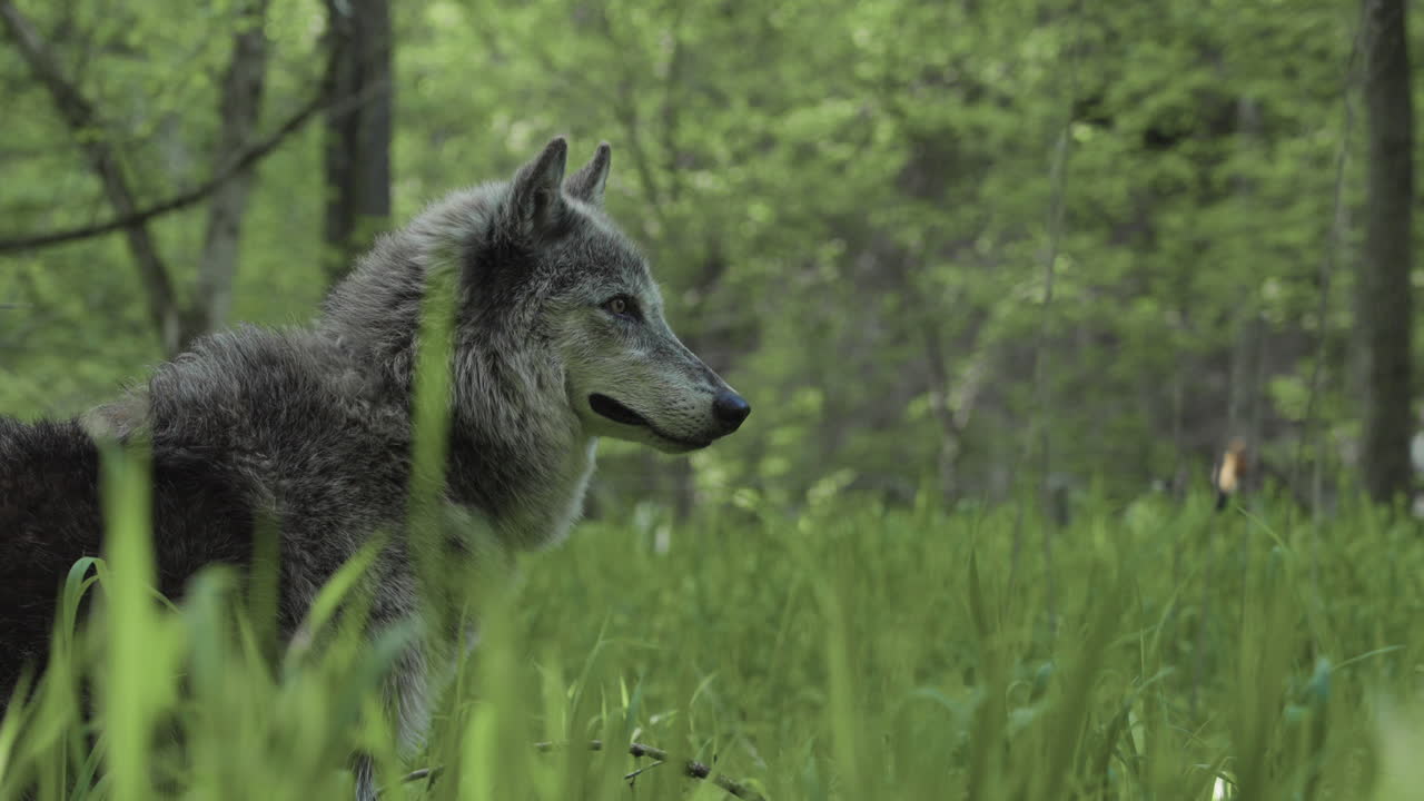 un hermoso lobo gris mirando hacia el bosque