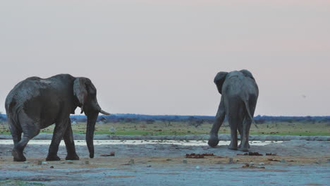 elephants walking near the waterhole in makgadigadi pans national park in botswana - medium shot