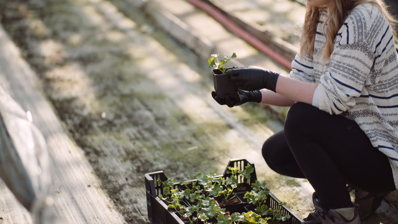 jardinero femenino examinando plantas en el invernadero 9