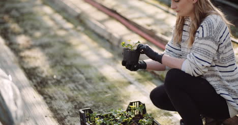 jardinero femenino examinando plantas en el invernadero 9