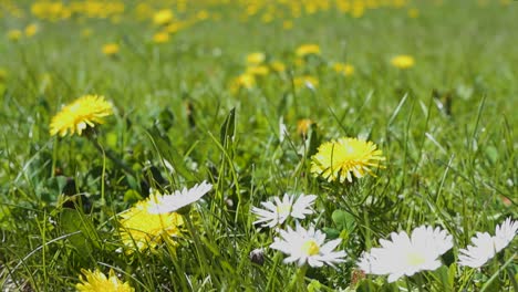 gorgeous vibrant yellow and green colored footage of dandelion and white church clerk flowers close up on a grassy green garden lawn during a sunny day with bokeh blurry background in the back.