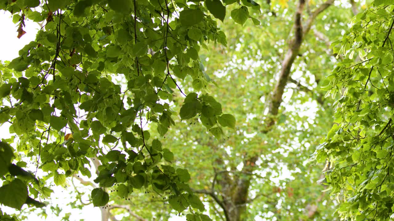 Green Tilia cordata leaves gently move in soft wind, dappled sunlight, upward view, natural setting