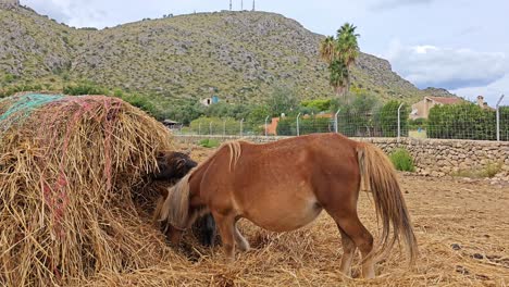 little brown pony with his mother