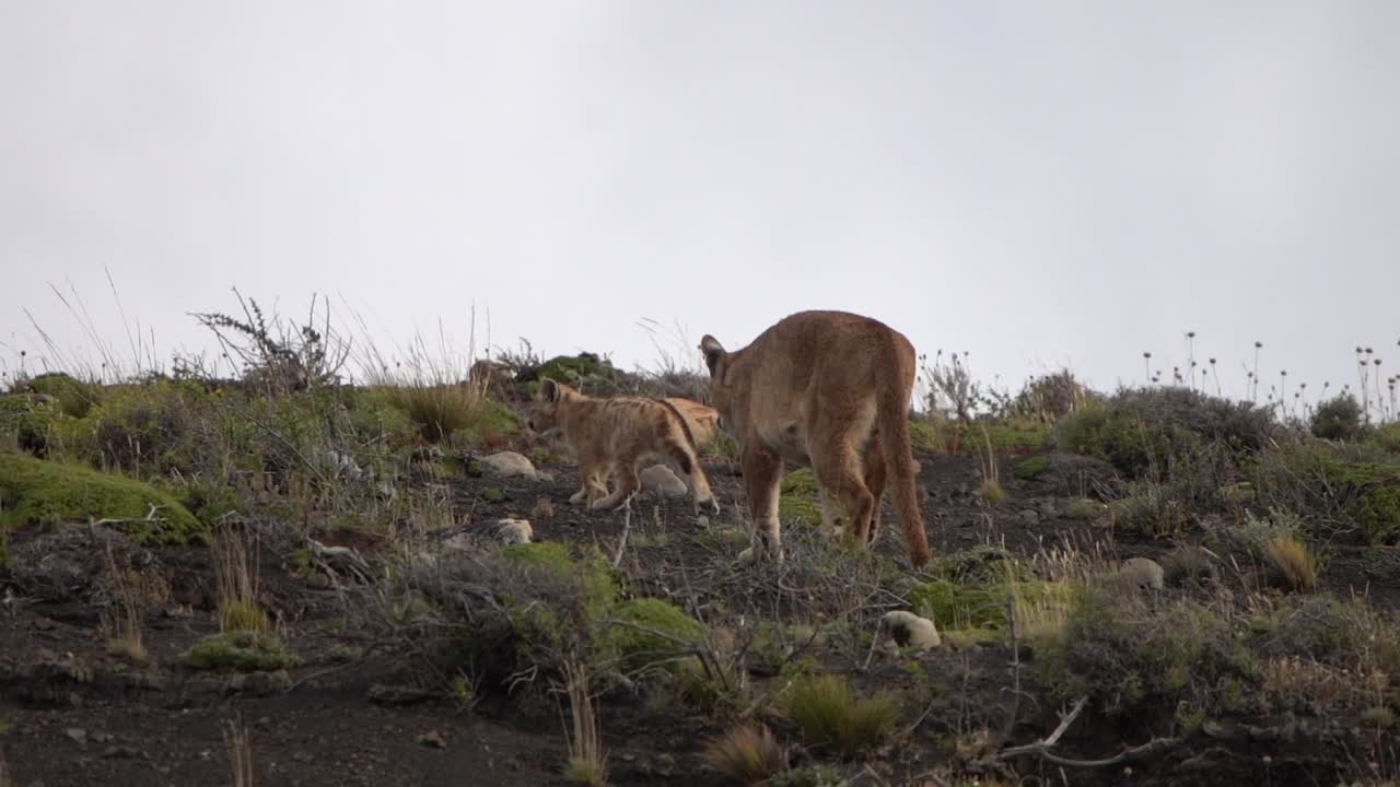 Lioness teaches her cub how to hunt stalking through scrub land