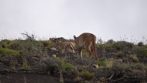 lioness teaches her cub how to hunt stalking through scrub land