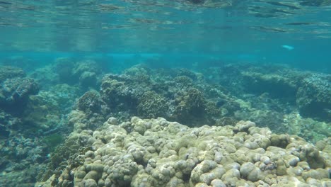 Coral-and-fishes-reef-Go-ahead-under-water-caribbean-sea,-Los-Roques-Venezuela