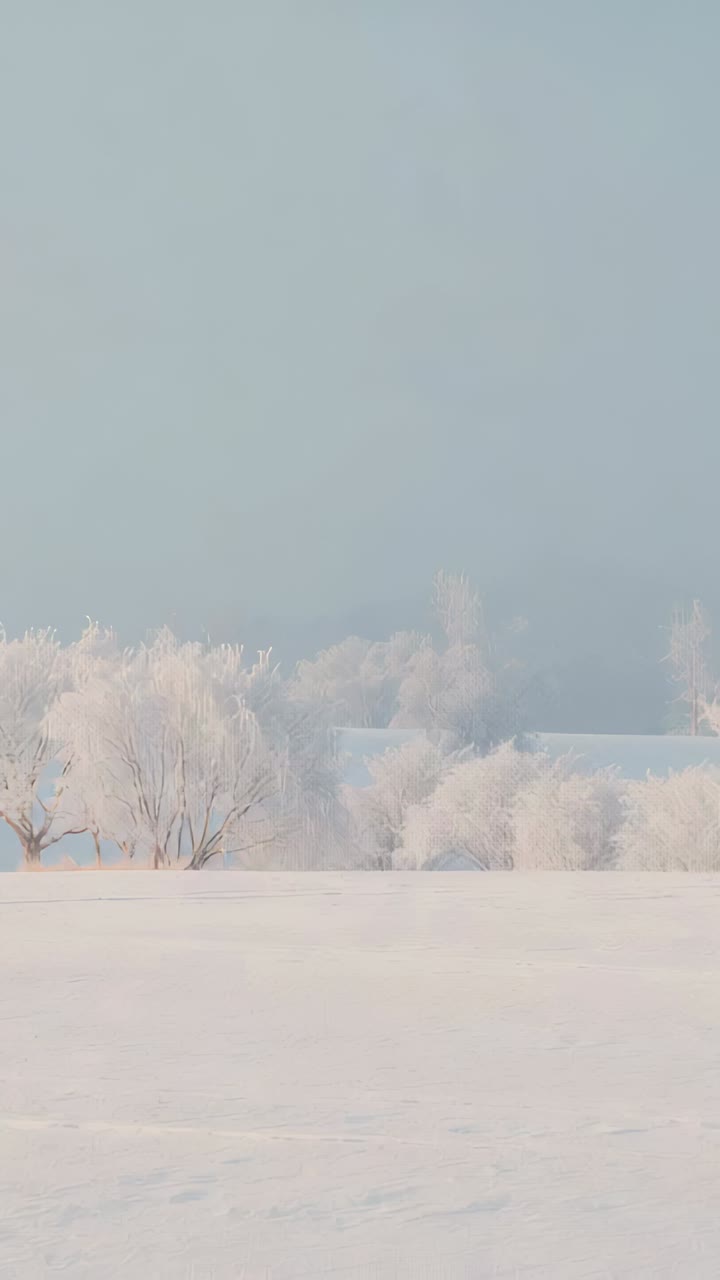 Vertical video: Filming cam showing frosted trees left in snow to record winter mood, copy space