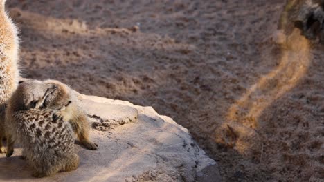 meerkats engaging in social behavior on a rock