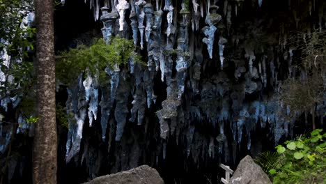 stalactite formation hanging on rawhiti cave wide entrance