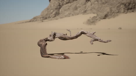 una rama retorcida en el desierto