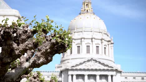 closeup of a tree and the civic center and a bird flying by