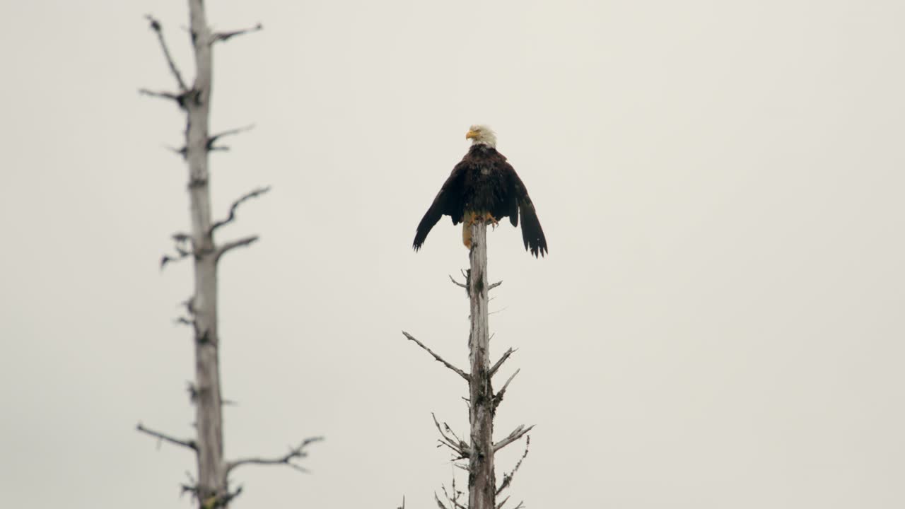 Bald Eagle Perch On Top Of Branchless Tree With White Sky In The Background