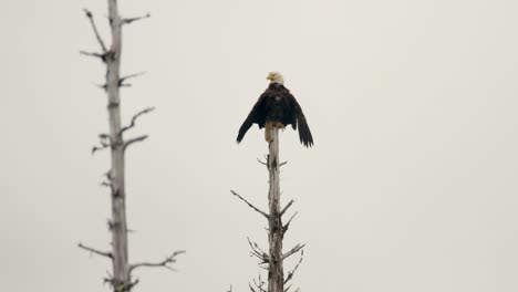 Weißkopfseeadler-Sitzt-Auf-Einem-Astlosen-Baum-Mit-Weißem-Himmel-Im-Hintergrund