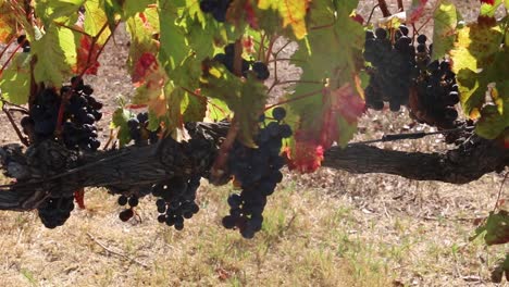 Grapes-growing-on-vines-in-shade-under-leaves,-panning-shot-left-to-right