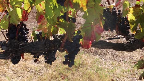 grapes growing on vines in shade under leaves, panning shot left to right