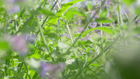 purple wildflowers swaying in a lush green meadow