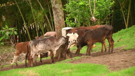 vacas en el campo, pastando en pastos y pastos, en un rancho agrícola