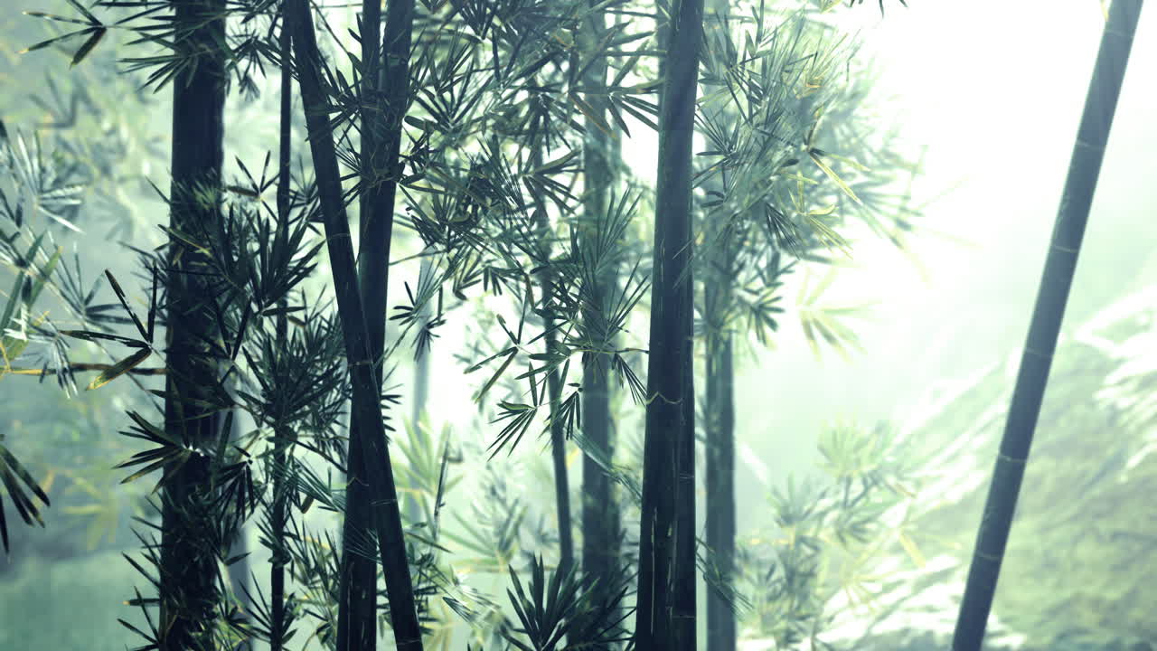 아침 빛은 조용한 환경에서 울창한 대나무 숲을 통해 필터링